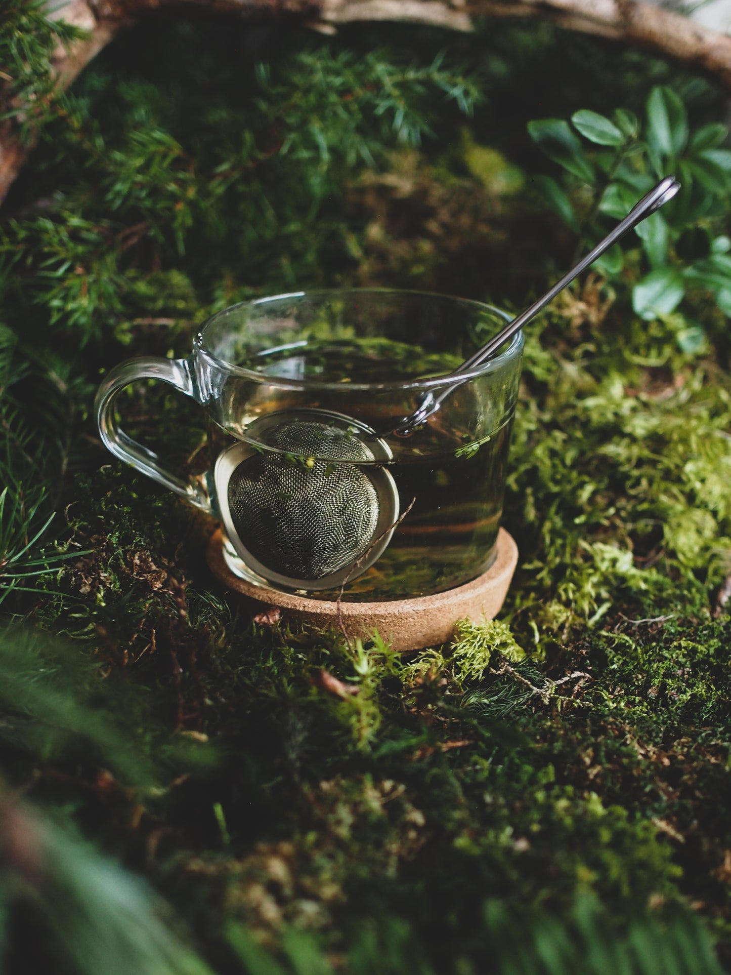 Engaging Winter Forest – Wild Herbal Tea